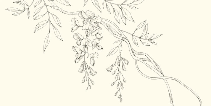 Wisteria blooming. Spring background with flowers and brunch. Detailed botanic floral collection for Valentines day invitation, wallpaper art or save the date