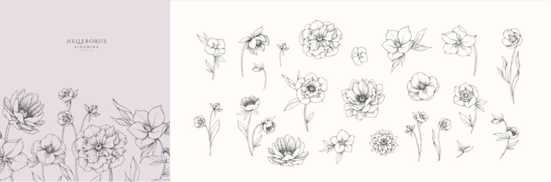 Set of hellebore flowers, leaves and brunch. Detailed hand drawn ink illustration floral elements for invitation, wallpaper art