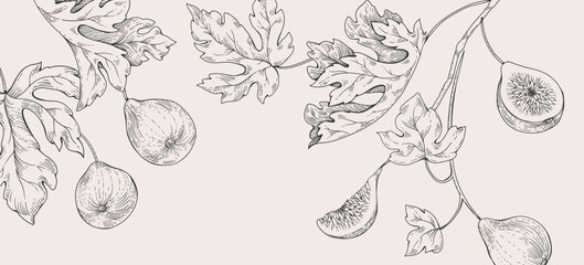 Background with fig tree brunch and leaves. Detailed hand drawn ink illustration for template layout design, brochure or cover for food card