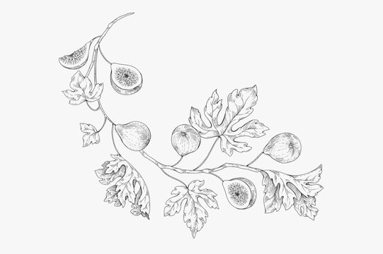 Set of fig tree brunch and leaves. Detailed hand drawn ink illustration for template layout design, brochure or cover for food card