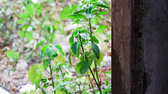 Rainy Season Ambiance: Raindrops dripping from Roof, Water on Pavement and Green Grass Details, Terracotta Wind Chime and Satellite Dish in Monsoon Weather.