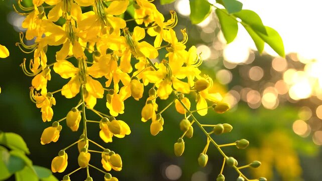 Close up of blooming yellow cassia fistula flowers swaying in the wind against a beautiful sunlit bokeh background