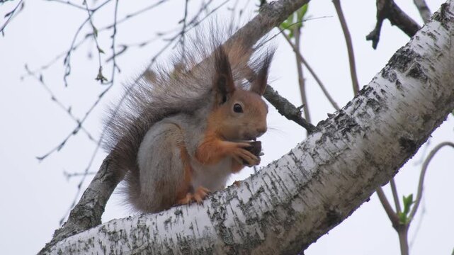 Squirrel eats nuts in a tree during spring in a park