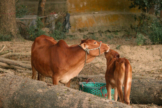 Unconditional love of mother and children.