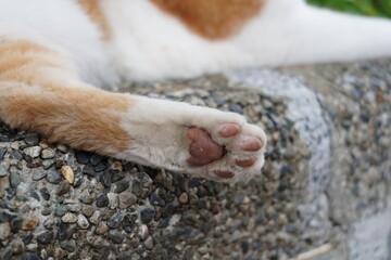 Obraz premium Orange tabby cat lying on outdoor stone wall