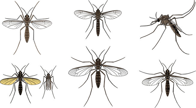 Mosquito insect collection with detailed wings and body anatomy, realistic flying pest vector illustration set isolated on background