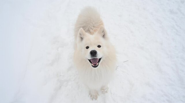 A Samoyed dog runs through the snow.