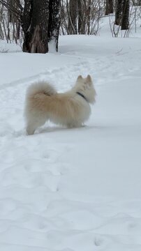 A Samoyed dog runs through the snow.