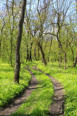 Fototapeta premium Winding dirt path through a lush green forest in early spring sunlight