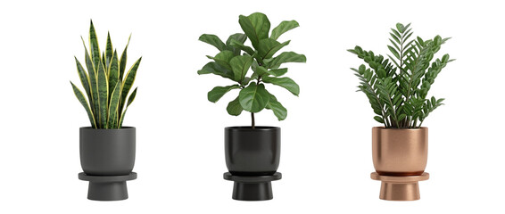 Fototapeta premium Potted houseplant trio PNG decor cutout