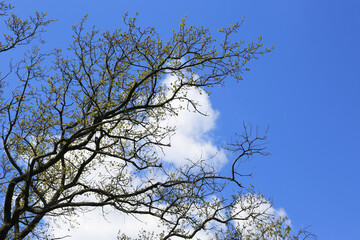 Fototapeta premium Bare tree branches reaching towards a bright blue sky with fluffy white clouds