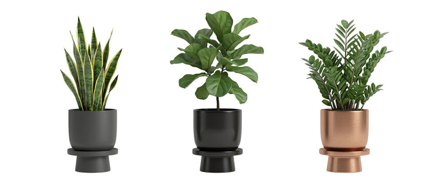 Potted houseplant trio PNG decor cutout