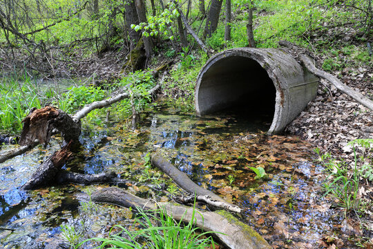 Concrete culvert pipe discharging water into a lush forest stream with fallen leaves
