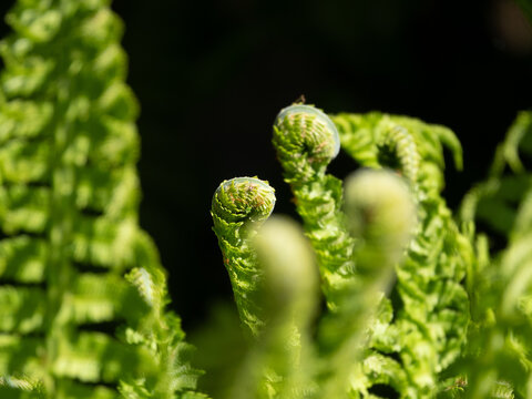 Farn Triebe, eingerollt und frisch gr&uuml;n
