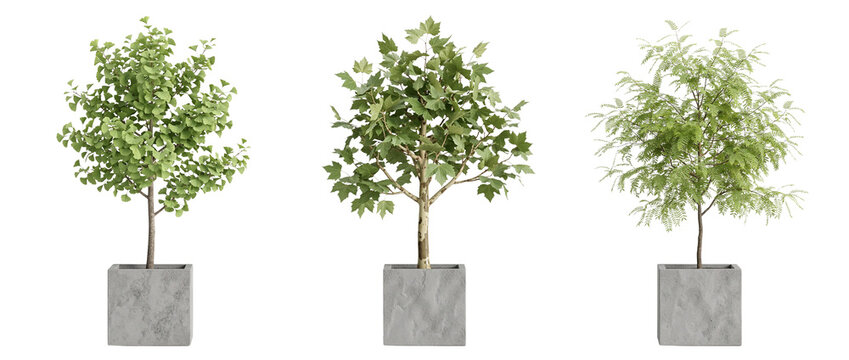 Small trees in concrete planters PNG landscape cutout