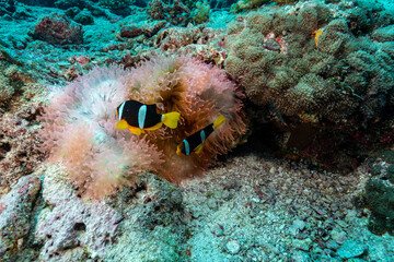 clown fish on coral reef © Evgenios