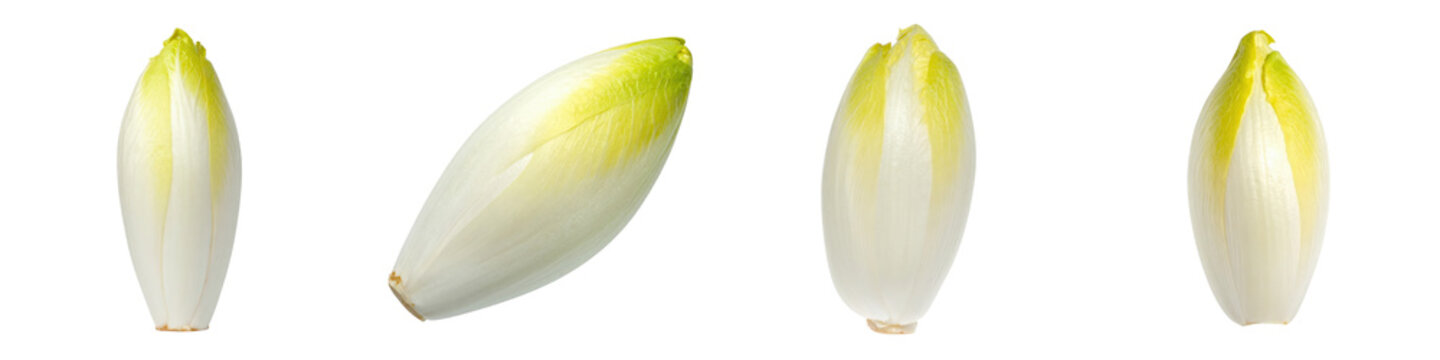 Fresh organic Belgian endive heads arranged in multiple angles and perspectives