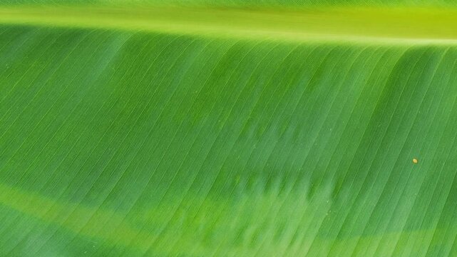 Banana green leaf texture background