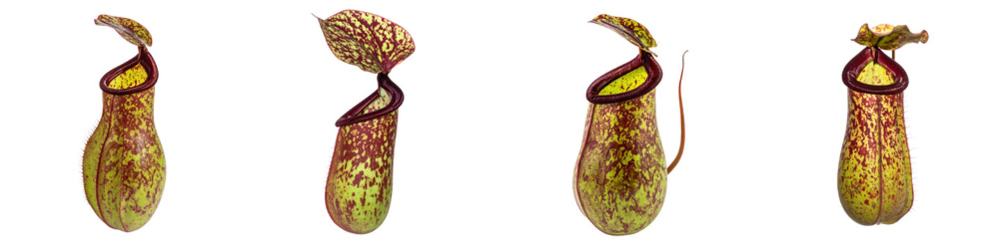 Four detailed tropical pitcher plants featuring mottled green and red patterns on their hanging traps