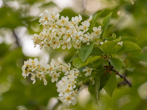 Zu sehen ist eine Nahaufnahme von bl&uuml;henden Bl&uuml;tentrauben an kleinen Zweigen einer Gew&ouml;hnlichen Traubenkirsche (Prunus padus).