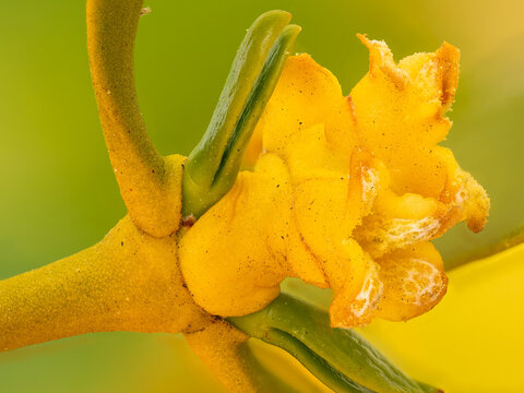 Zu sehen ist eine Makroaufnahme einer mit Pollen bedeckten m&auml;nnlichen Bl&uuml;te der Wei&szlig;beerigen Mistel (Viscum album).