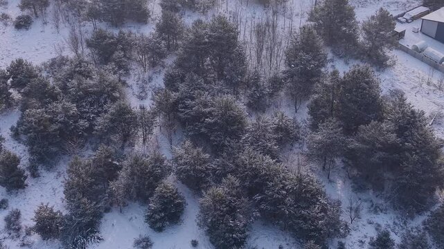 Winter forest scene with white snowy ground