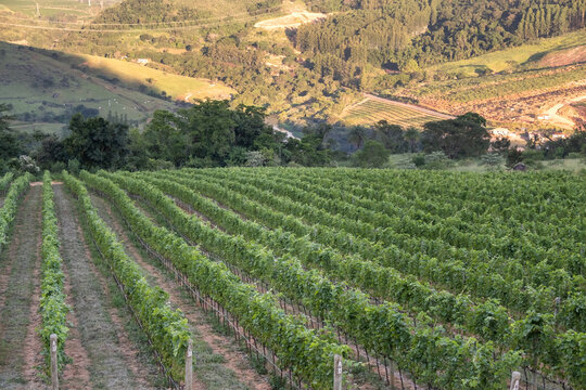Vista  de Vinhedo