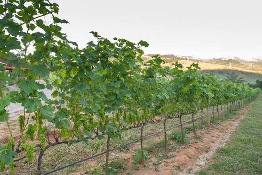 Vinhedo