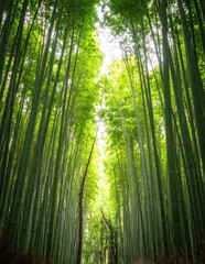 Fototapeta premium Low angle view of towering green bamboo stalks in a forest, sunlight filtering through lush foliage, serene nature background