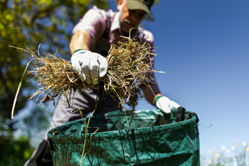 Close Up of Gardener Putting Dry Weeds Into Green Garden Bag © zphoto83