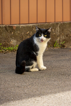 Black and white cat sitting on urban pavement