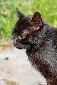 Black cat portrait in natural outdoor environment