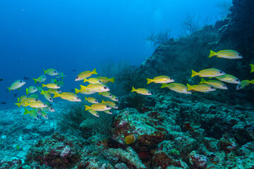 coral reef and fish © Evgenios