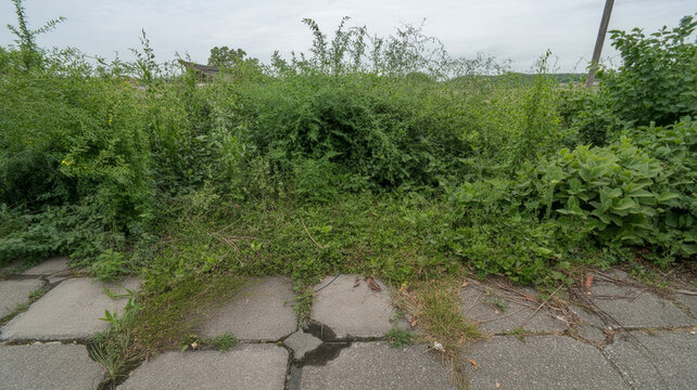 An Incredibly Authentic Background Of A Heavily Overgrown, Completely Messy, Highly Chaotic, Deeply Wild Backyard Gar...