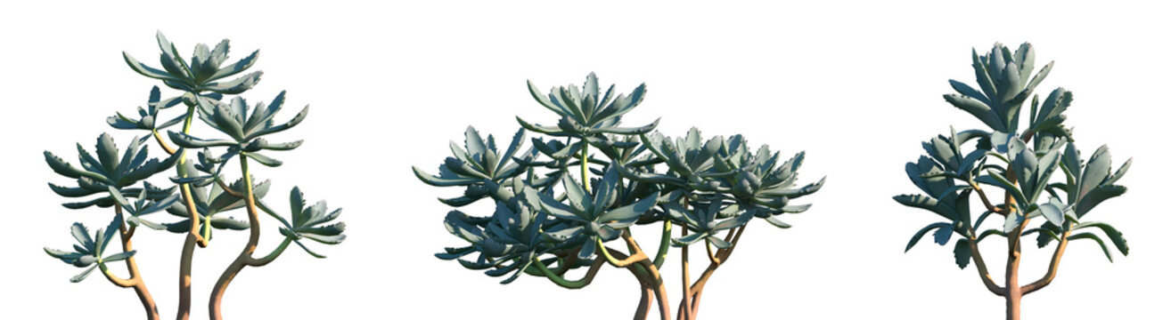 Set of Kalanchoe tomentosa (also known as the panda plant, pussy ears, or chocolate soldier) frontal isolated png on a transparent background perfectly cutout high resolution