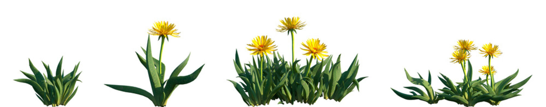 Set of Bergeranthus multiceps frontal isolated png on a transparent background perfectly cutout high resolution