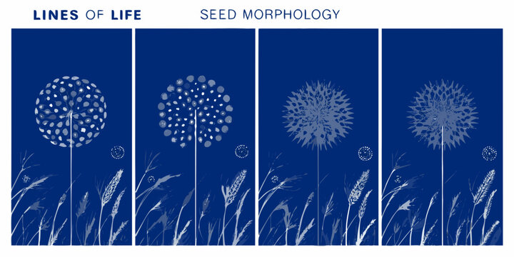 four technical posters featuring detailed white seed morphology on blue background high quality professional modern