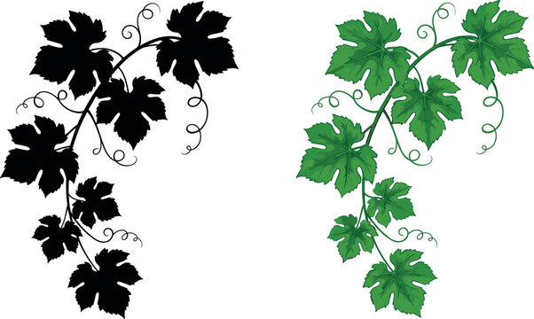 Grape vine leaves vector illustration with decorative curling tendrils botanical design in silhouette and green color variations set