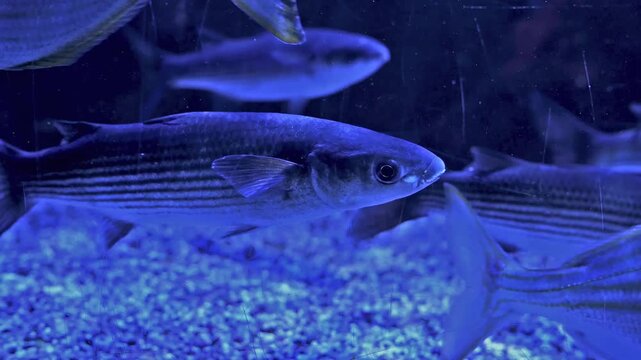 A group of mullet fish swimming in blue aquarium water closeup. Slow motion HD footage