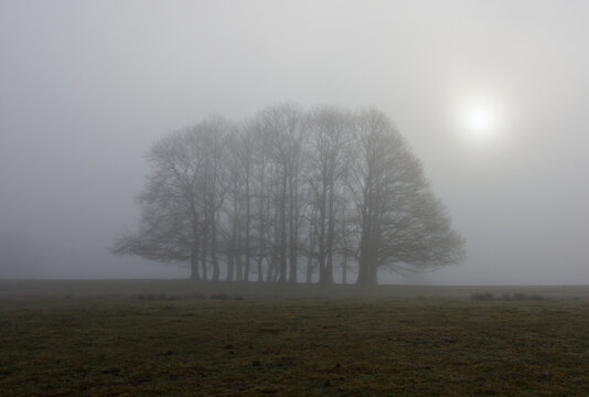The sun breaks through the mist in Knole Park, Sevenoaks, Kent