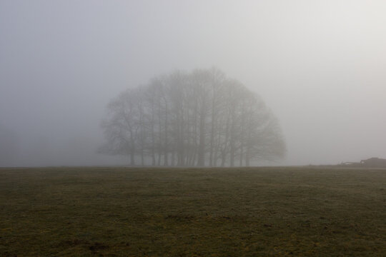 A misty morning in Knole Park, Sevenoaks, Kent