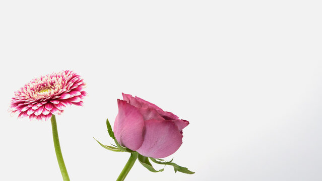 赤白のガーベラと濃いピンクの薔薇 白背景 コピースペース