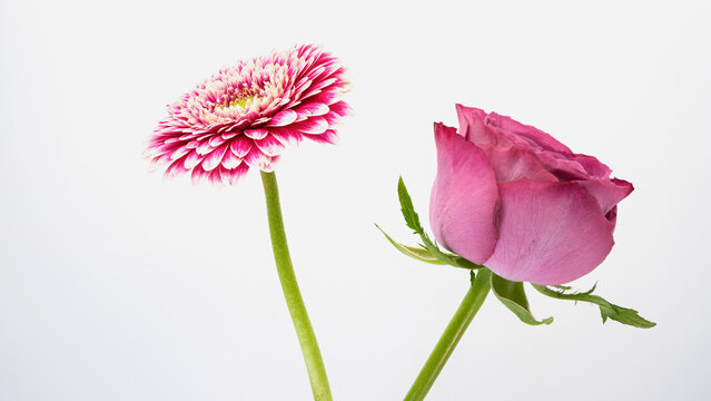 赤白のガーベラと濃いピンクの薔薇 白背景 コピースペース