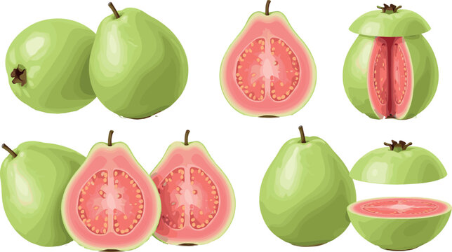Guava fruit vector illustration set with whole cut and sliced tropical fruits showing pink pulp seeds and green skin
