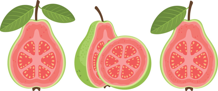 Guava fruit vector illustration set with sliced and whole tropical fruits pink pulp seeds and green leaves isolated design