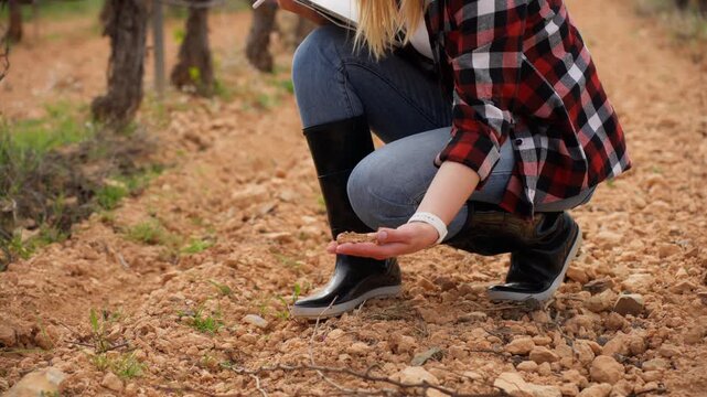 Agronomist inspecting soil quality in vineyard, take handful of earth to analyze its properties and recording data on tablet for agricultural research and development