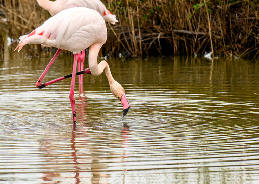 Flamant rose  dans l&rsquo;eau peu profonde.
 Flamingo in Shallow Water