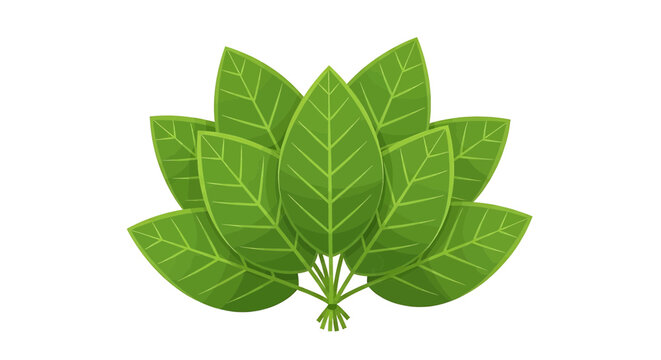 Bunch of green tobacco leaves