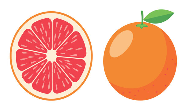 Grapefruit illustration whole fruit and cross section with vibrant colors