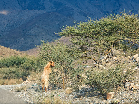Side view of a goat standing on its hind legs trying to reach leaves on a tree, Greece